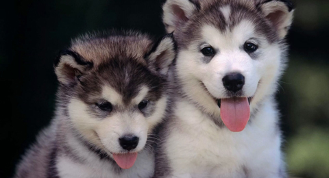 做中高端農(nóng)業(yè)機(jī)械的領(lǐng)路者